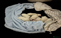 West Highland Terrier dogs for stud: Stud.. in Greenock - Image 23