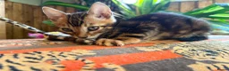 Bengal cats for sale: TIGA BENGAL KITTENS FOR SALE - READY 25/04/26 - Advert 13