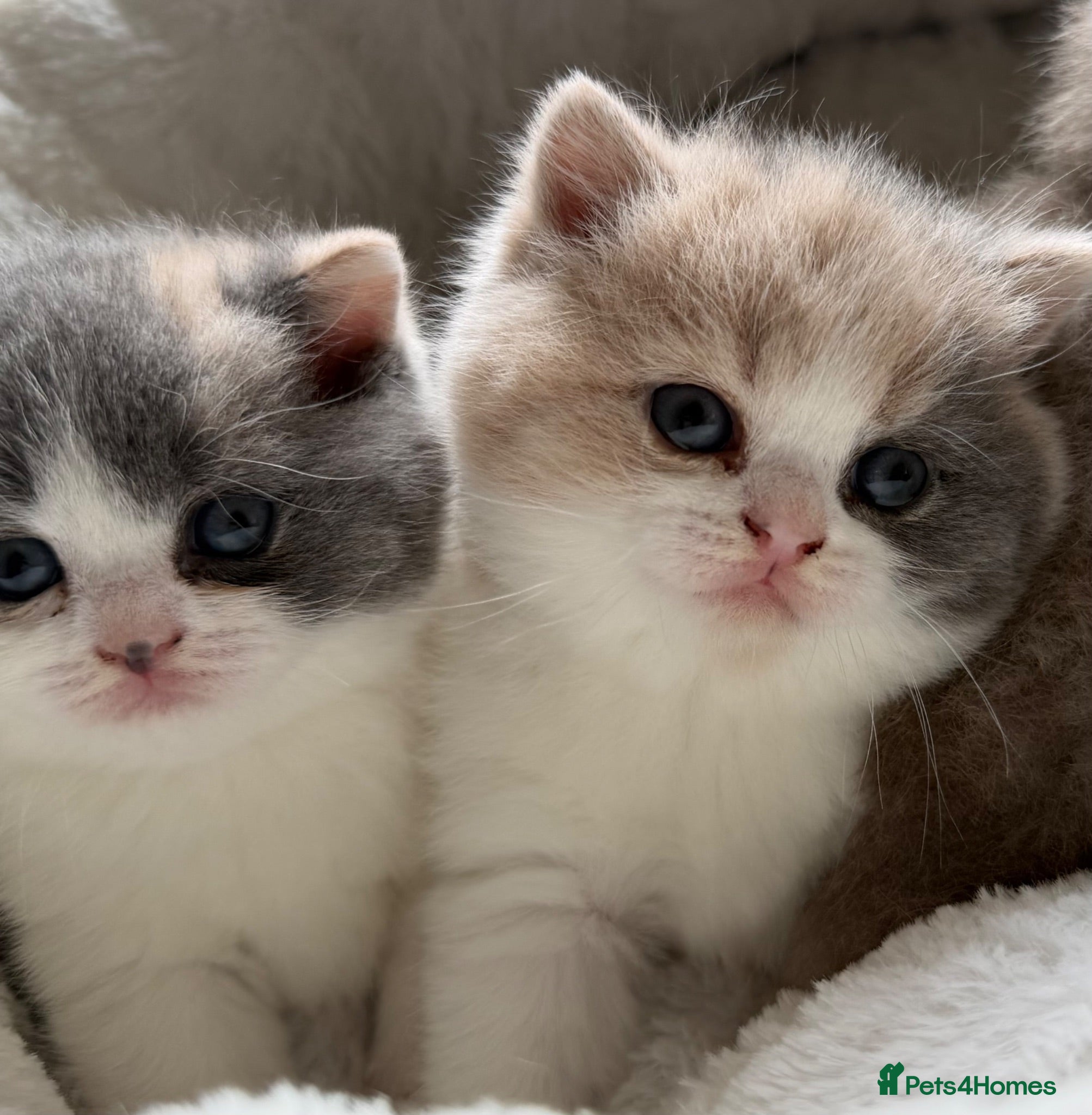 British Shorthair cats GCCF BSH Bilcolour/Tricolour chunky 🐱  - Advert 1