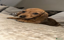 Miniature Dachshund dogs for sale: 🐾Stunning miniature dachshunds🐾 - Image 13