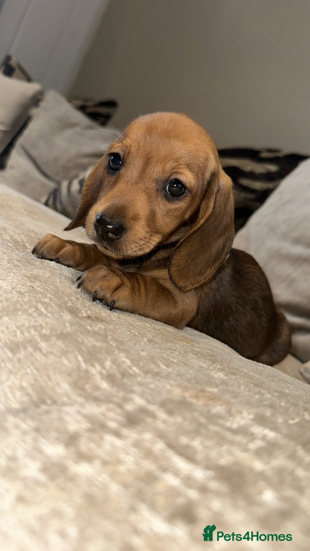 Miniature Dachshund dogs for sale: 🐾Stunning miniature dachshunds🐾 - Image 13