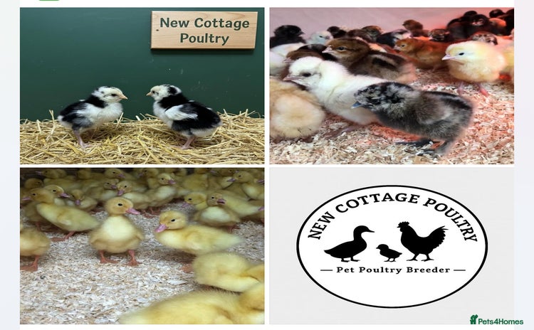 Chickens poultry Female Chicks & Starter sets  - Advert 1