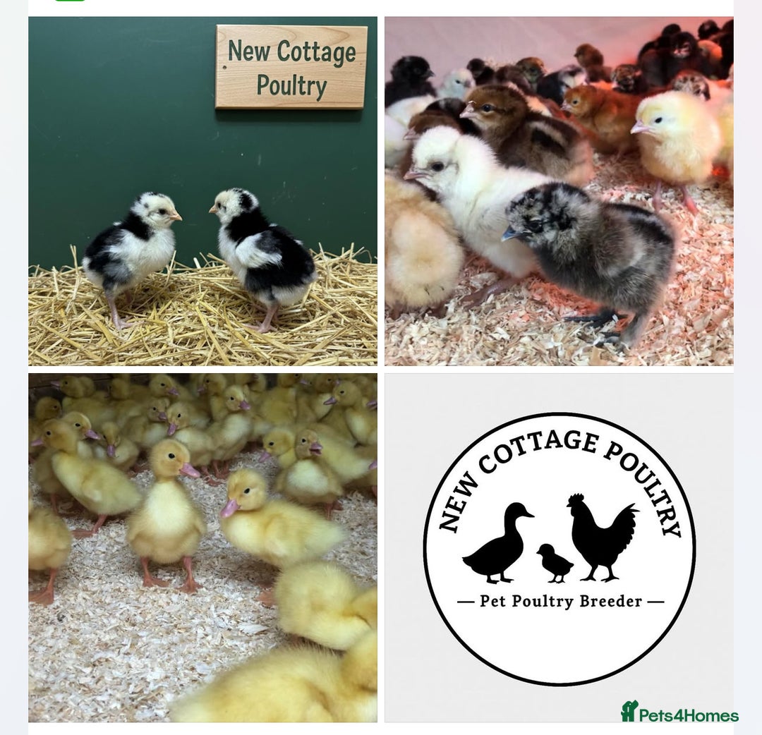 Chickens poultry for sale: Female Chicks & Starter sets  - Advert 1