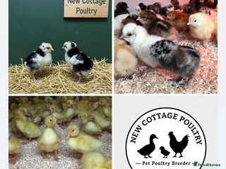 Chickens poultry Female Chicks & Starter sets - Advert 1