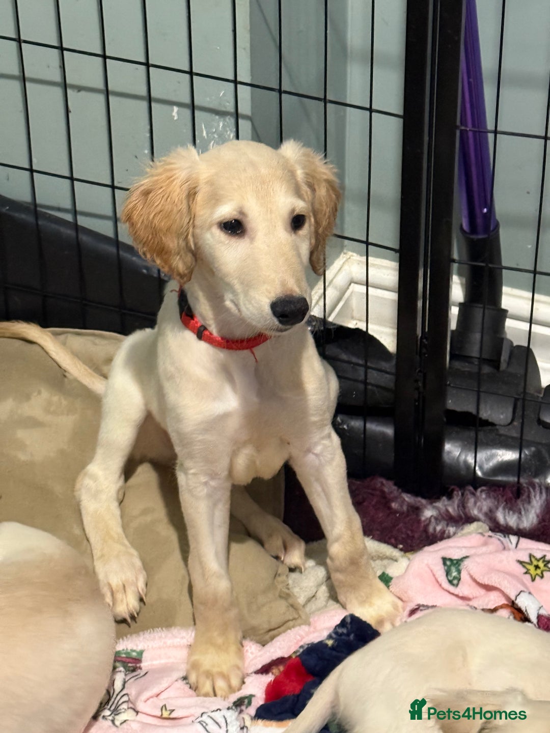 Saluki dogs for sale: Saluki 2 big boys left reduced £ - Advert 23