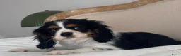 Cavalier King Charles Spaniel dogs for sale: 🐶 Health tested Cavalier King Charles Puppies 🐶  - Advert 5