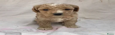 Cockapoo 4