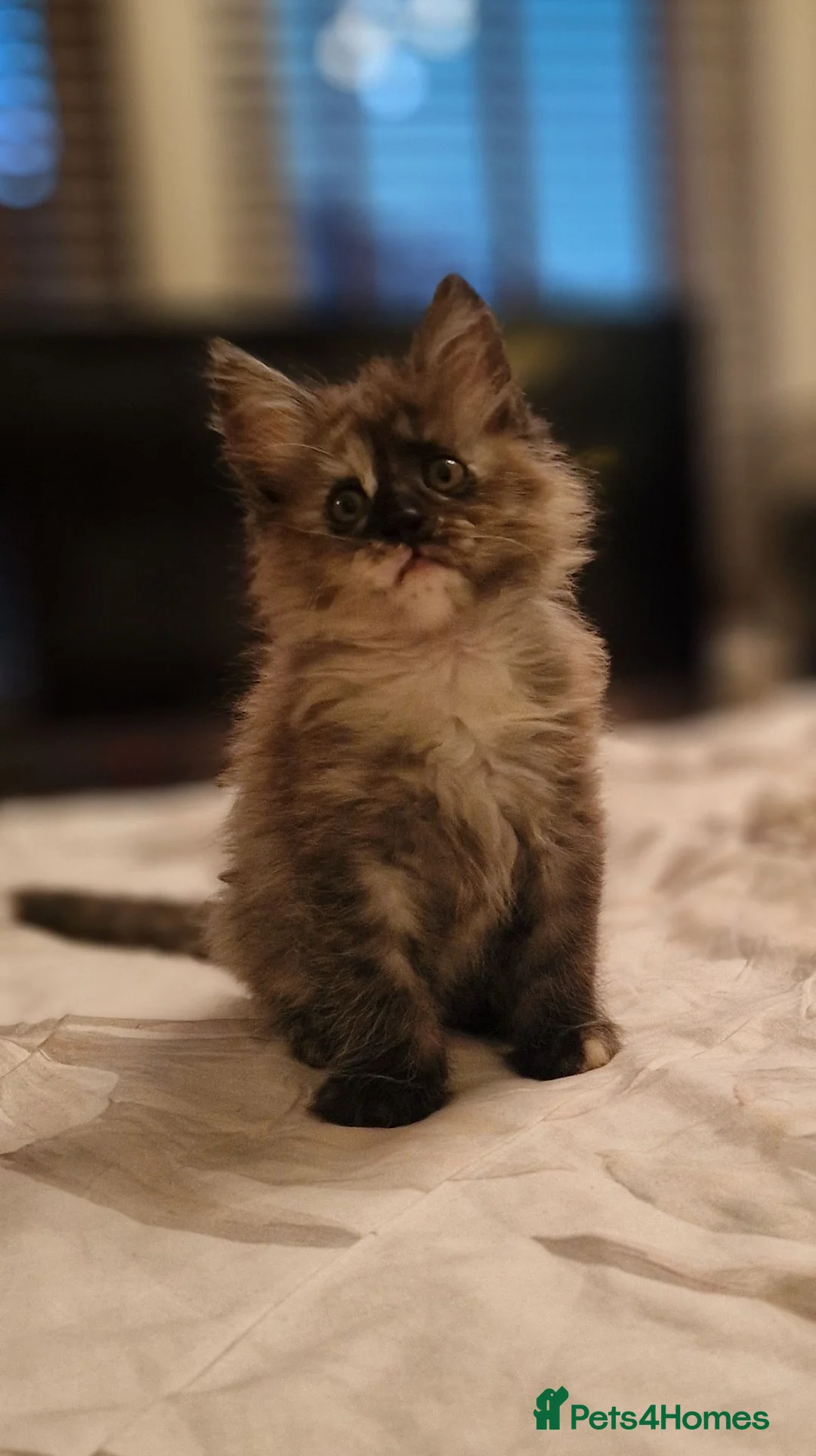 Maine Coon cats for sale: Gorgeous Half Maine Coon Litter  - Advert 26