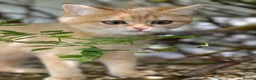 British Shorthair cats for sale: Golden, Golden Colourpoint & Silver Tipped - Advert 20