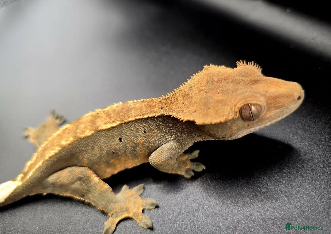 Gecko reptiles for sale: Female Crested Gecko - Image 9
