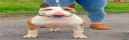 Bull Terrier dogs for stud: Stud English Bull Terrier  - Advert 15