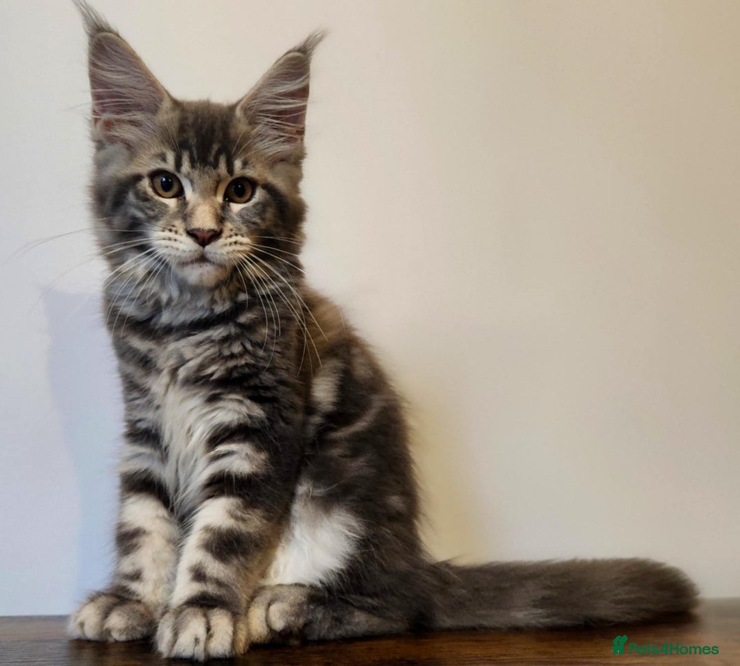 Maine Coon cats for sale: MAINE COON KITTENS READY NOW ❤️❤️ TICA REGISTERED - Image 7