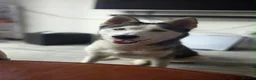 Siberian Husky dogs for sale: Beautiful Siberian husky female - Advert 4