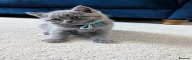 British Shorthair Kitten 2