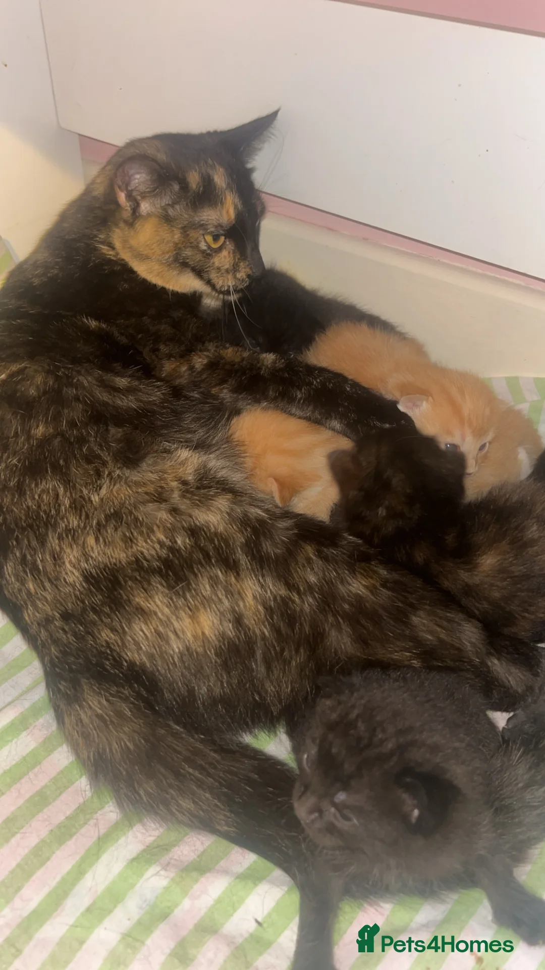 Mixed Breed cats for sale: 8 beautiful kittens looking for there forever home in Fraserburgh - Advert 11