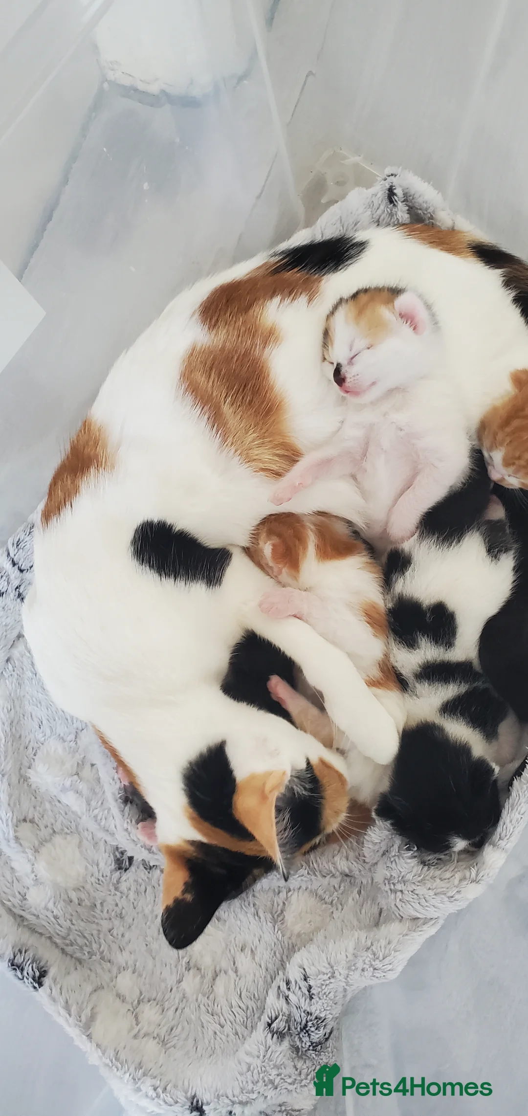 British Shorthair cats for sale: Kittens for sale  - Advert 2