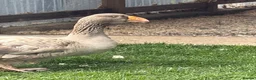 Geese poultry for sale: Russian Tula geese (trio) in Devizes - Advert 5