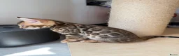 Bengal cats for sale: Bengal Kitten Boy (TICA Registered) - Advert 13