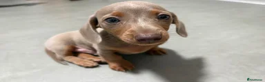Miniature Dachshund 1