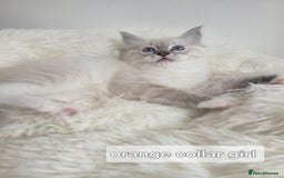 Ragdoll cats for sale: Stunning Ragdolls kittens  - Image 7