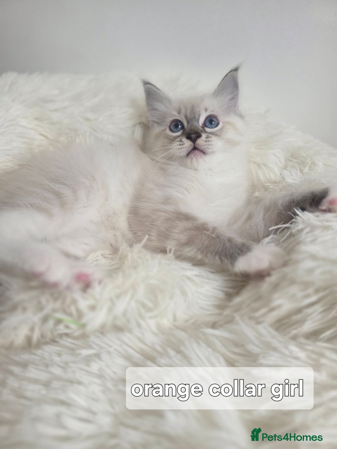 Ragdoll cats for sale: Stunning Ragdolls kittens  - Image 7