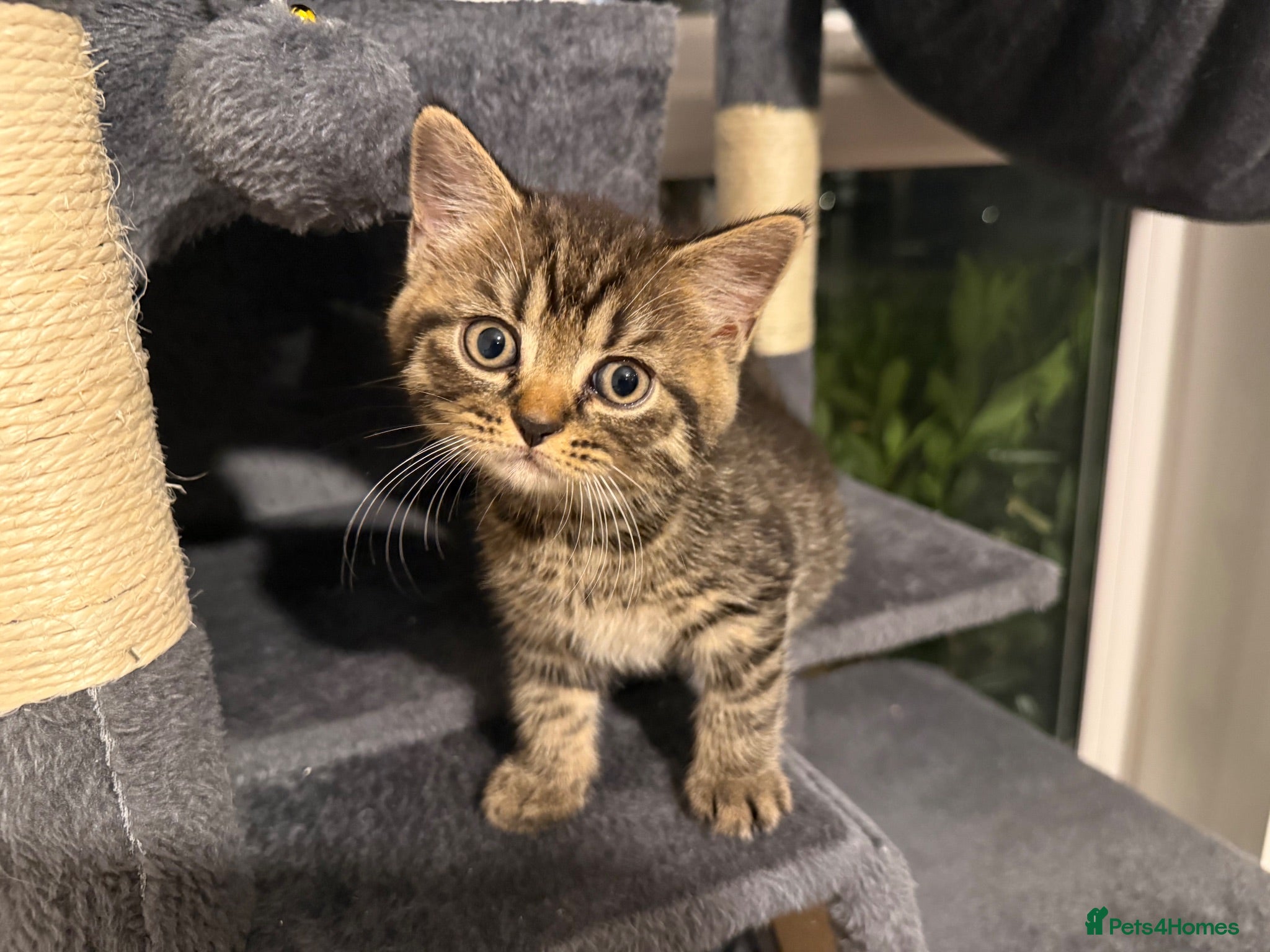 Mixed Breed cats Gorgeous British short haired tabby’s & calicos  - Advert 1
