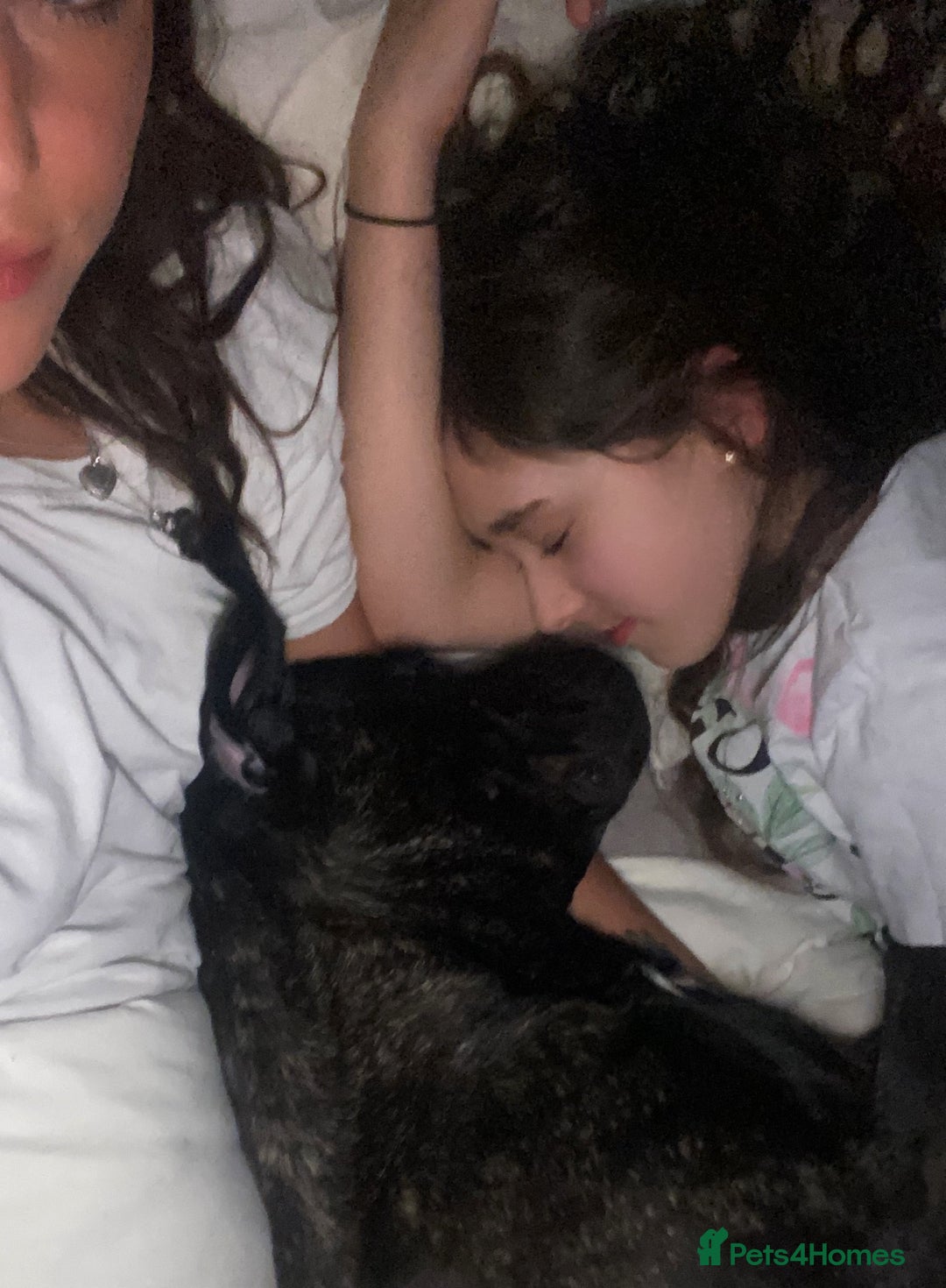 Cane Corso dogs for sale: Bruno  - Advert 17