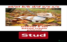 Miniature Dachshund dogs for sale: Miniature dachshund puppies KC Reg - Image 18