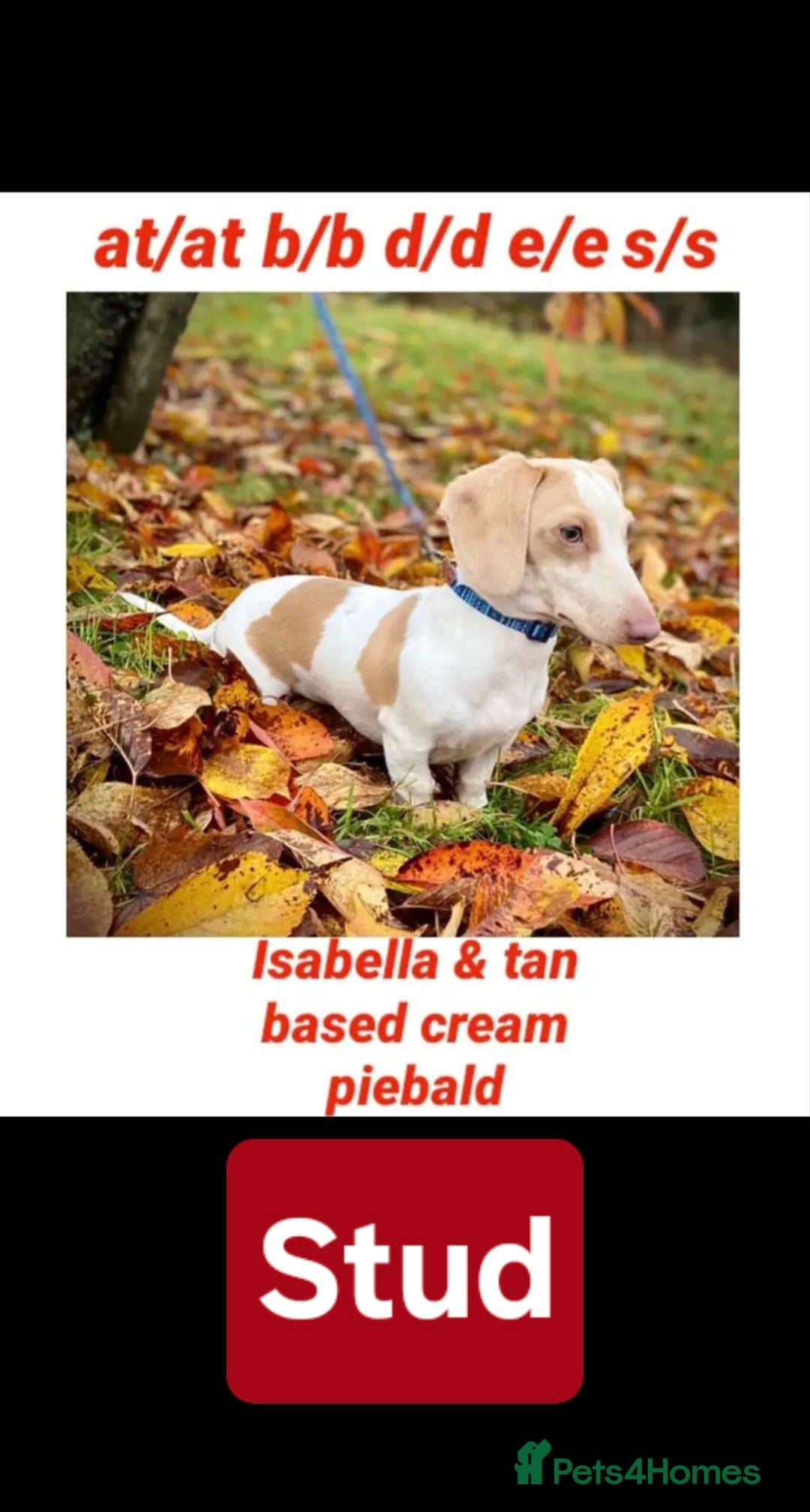 Miniature Dachshund dogs for sale: Miniature dachshund puppies KC Reg - Image 18