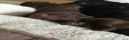 Cockapoo dogs for sale: Purest Quality F1 Cockapoo Puppies Chocolate Black - Advert 7