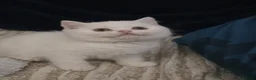 British Shorthair cats for stud: 🤍 PROVEN White British Shorthair Stud Service 🤍 - Advert 12