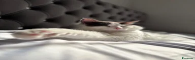 Milo