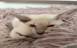 Siamese cats for sale: Siamese and Oriental Kittens  - Image 12