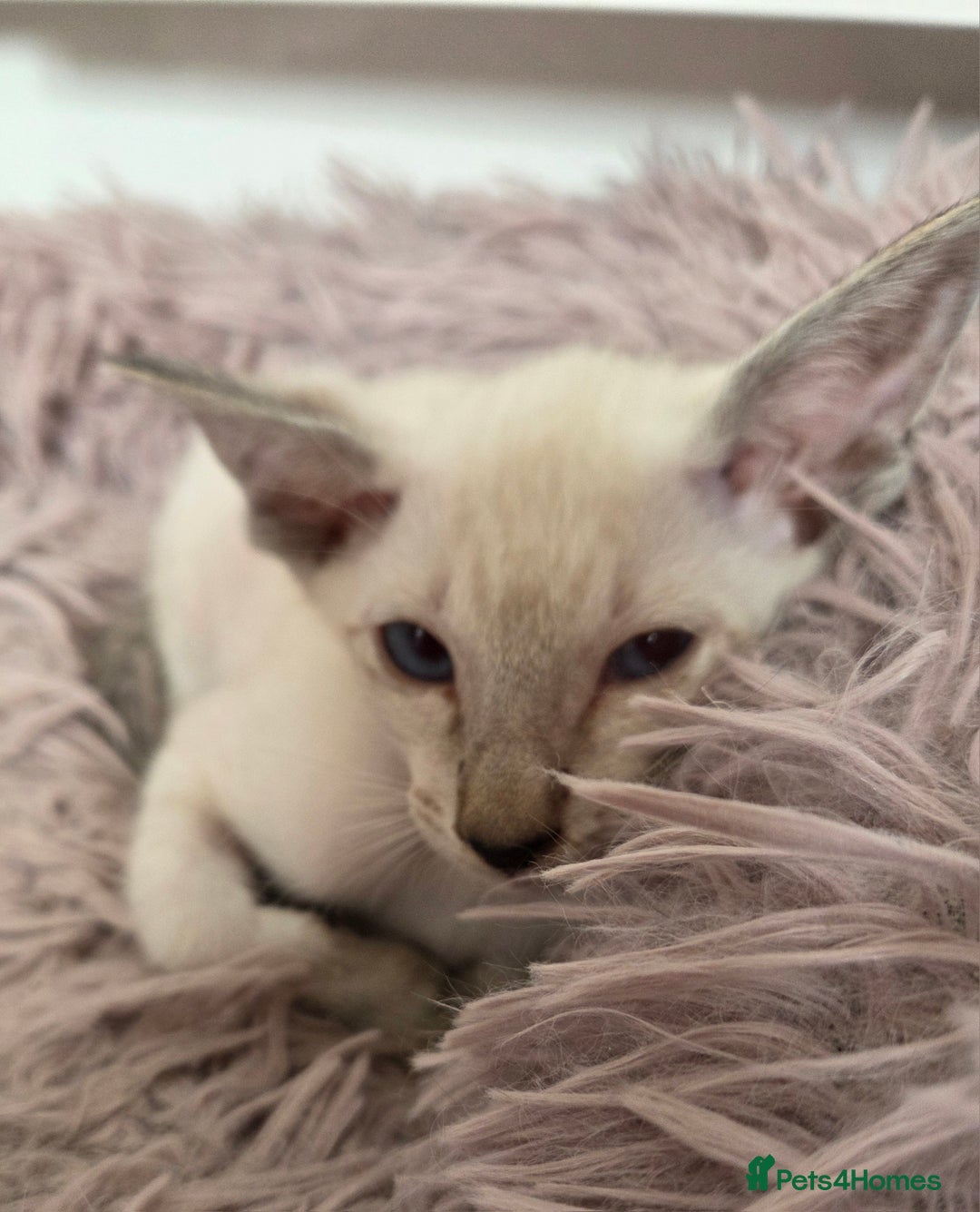 Siamese cats for sale: Siamese and Oriental Kittens  - Image 12