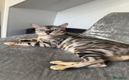 Bengal cats for sale: Pure breed bengals  - Image 6