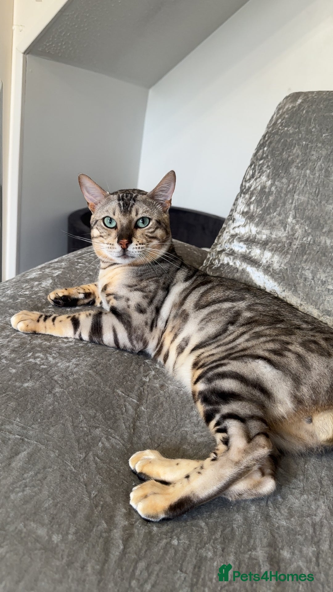 Bengal cats for sale: Pure breed bengals  - Image 6