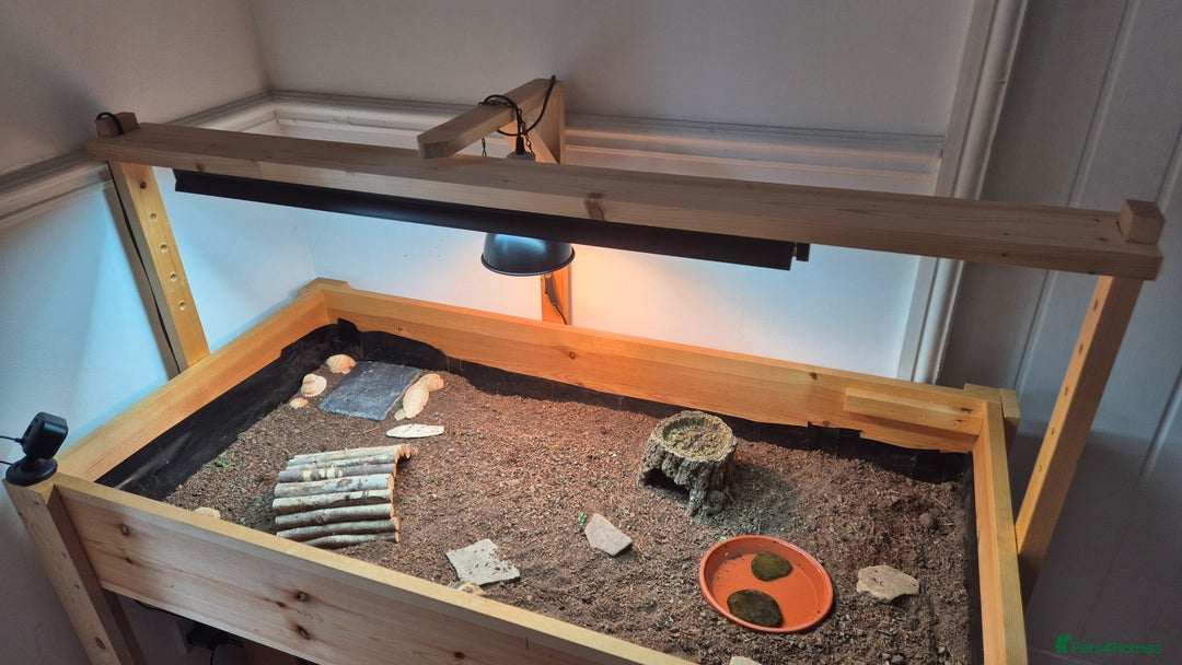 Tortoise reptiles for sale: Horsfield tortoise for sale - Image 3
