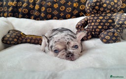 French Bulldog dogs for sale: French bulldog , merle, platinum, fluffy carriers. - Image 23