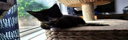 Mixed Breed cats for sale: 5 little kittens ready for the new lovely homes  ! in Cheltenham - Advert 14