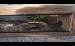 Python Snake reptiles for sale: Banana, enchi cinnamon het clown - Image 1