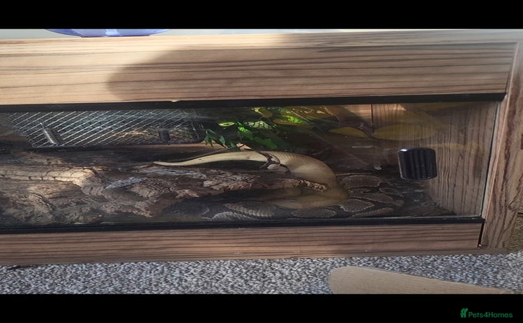 Python Snake reptiles - Advert 3