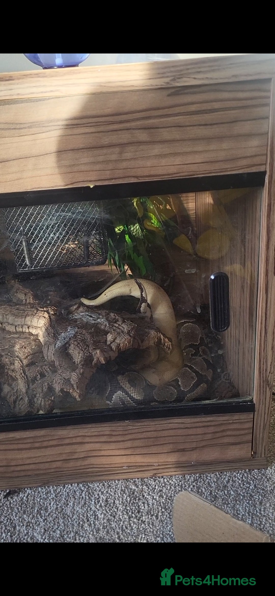 Python Snake reptiles for sale: Banana, enchi cinnamon het clown - Image 1