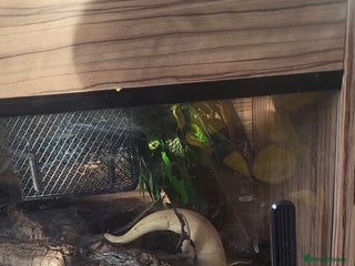 Python Snake reptiles - Advert 2