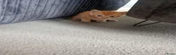 Mixed Breed cats for sale: 4 kittens ready to go - Advert 8