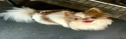 Chihuahua dogs for sale: Three chihuahua puppies for sale - Advert 13