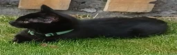British Shorthair cats for sale: Cute 12 Week Old Female Kitten Looking For A Home - Advert 3