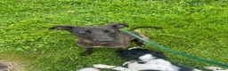 Mixed Breed dogs for sale: Darling looking for a new home  in Stoke-on-Trent - Advert 3