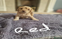 Cavapoo dogs for sale: Cavapoo puppies  - Image 5