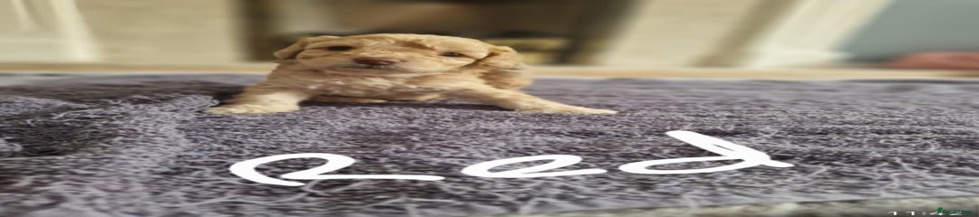 Cavapoo Puppy red
