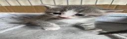 Mixed Breed cats for sale: 4 Adorable Mixed-Breed Kittens — 2 Girls & 2 Boys in Colchester - Advert 4